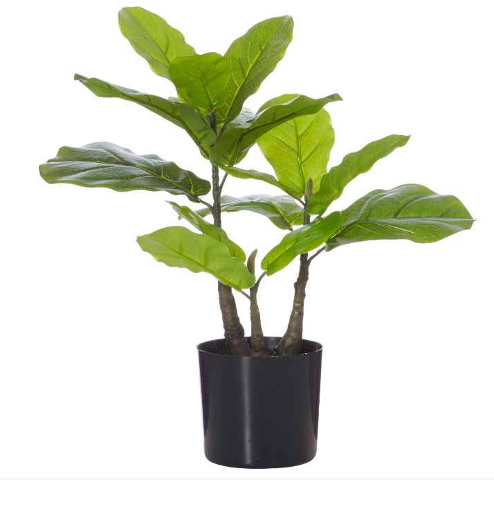 Plant Fiddle Leaf H560mm