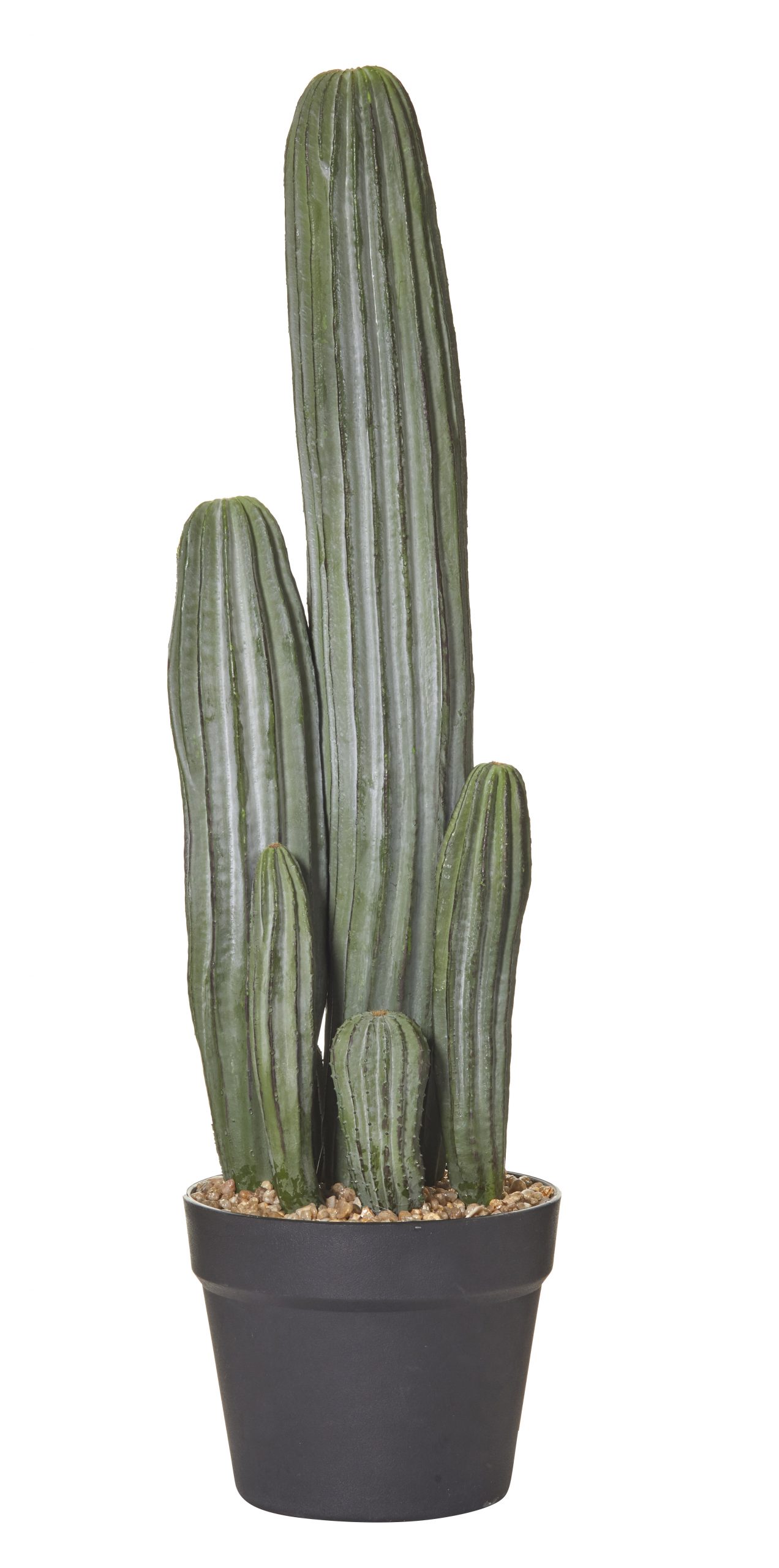 Plant Indoor Cactus Dia170 x H60mm