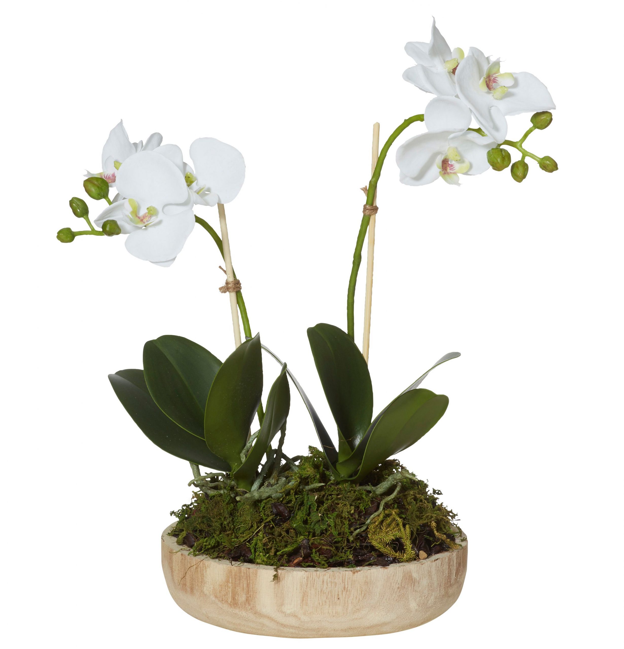 Deluxe Phal Orchid Dansk Bowl