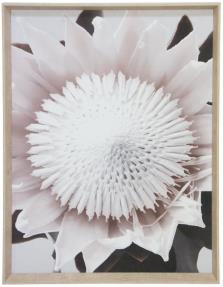 Art King Protea With Natural Slope Frame W570 x H770mm