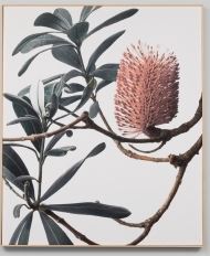 Art Canvas Banksia 1 Framed 600 x 700mm