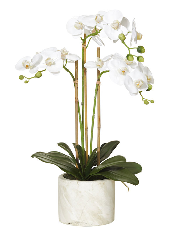 Butterfly Orchid White Large Pot