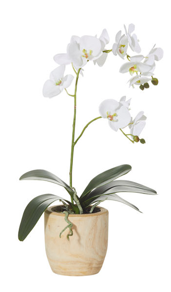 Phaelaenopsis Orchid Dansk Pot 530mm White