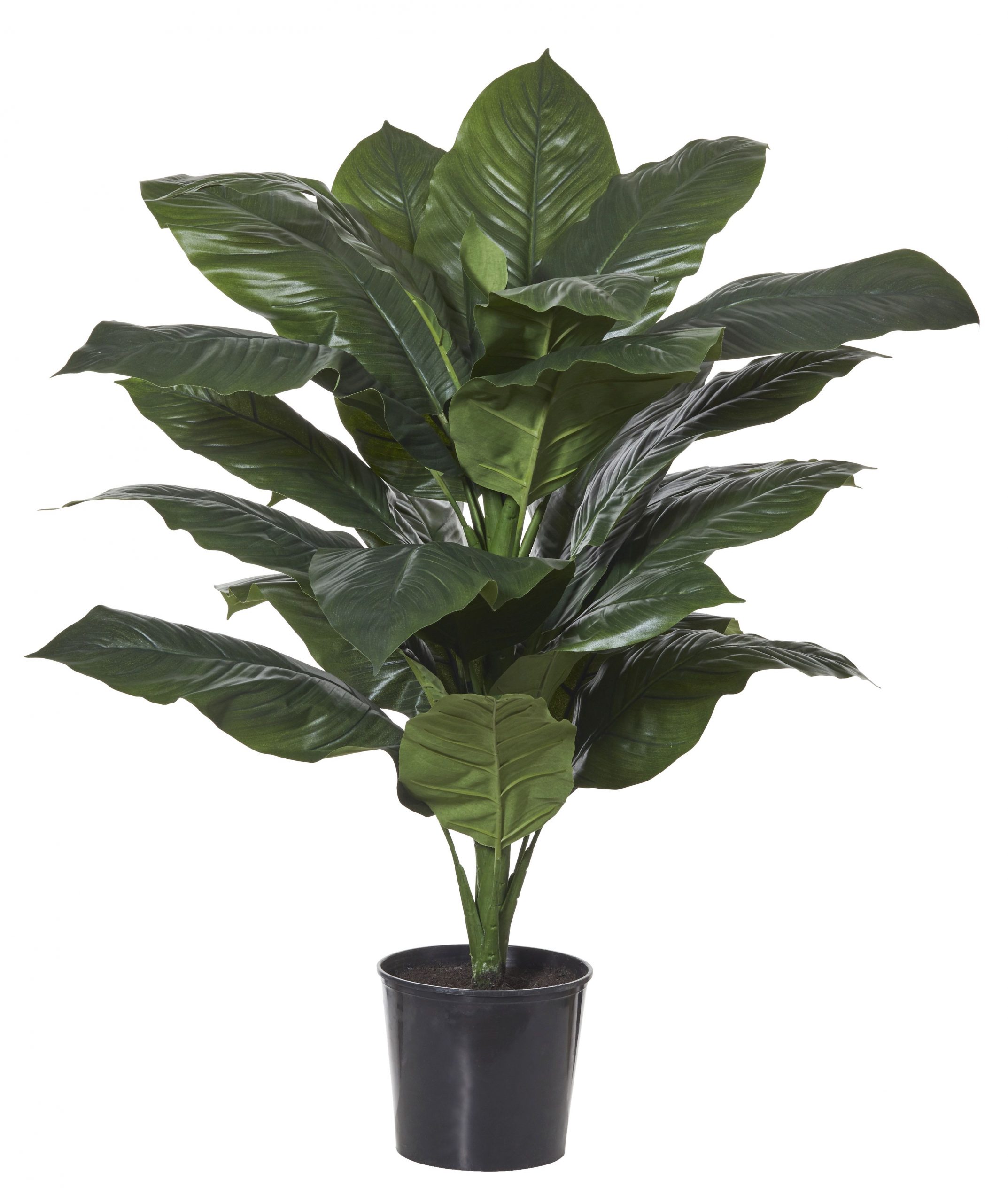 Planter Giant Spathiphyllum 1220mm – Indoor
