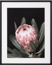Art Framed Print Australian Bloom 810 x 1020mm