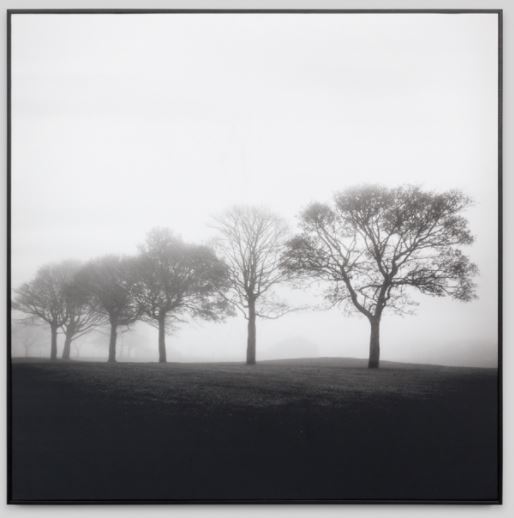 Art Misty Tree 1 Framed 1000 x 1000mm