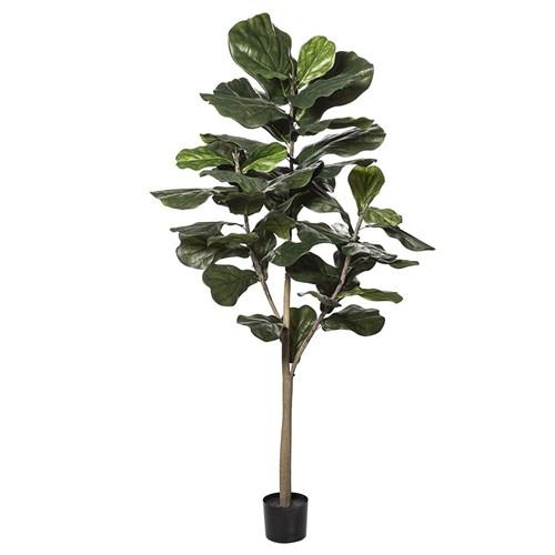 Fiddle Fig Tree Large – Indoor 1800mm