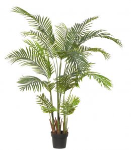 Palm Tree Areca 1700mm – Indoor