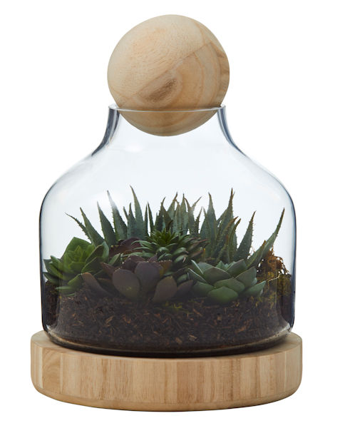 Succulents Hamilton in Glass Jar