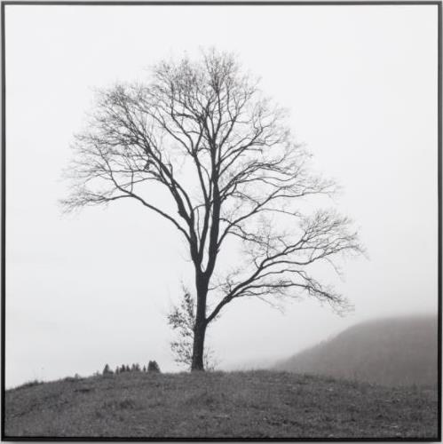 Art Misty Tree 2 Framed 1000 x 1000mm